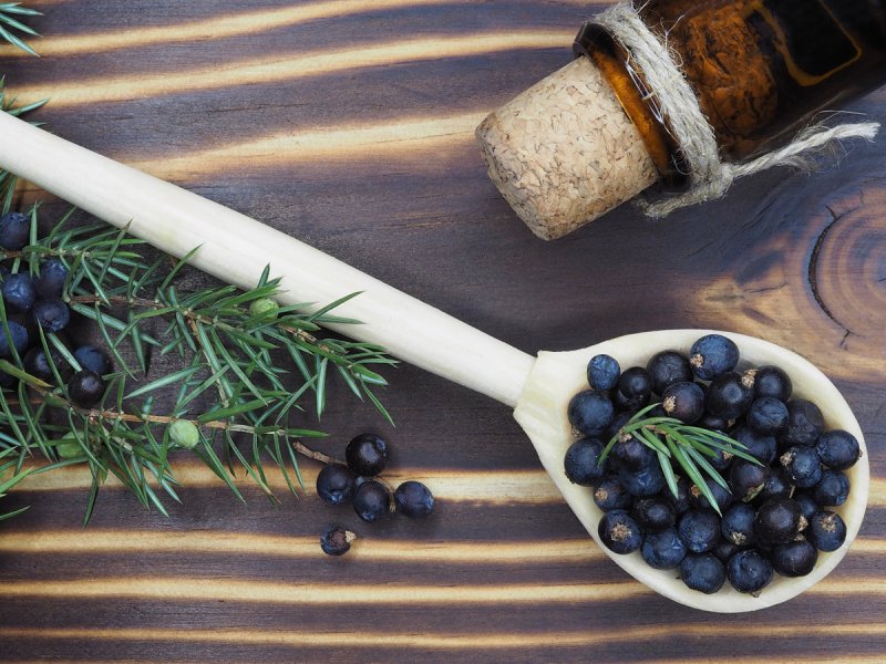 Juniperberry Oil - Dr Botanicals